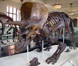 Triceratops AMNH 01.jpg