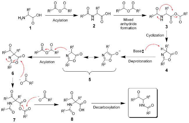 The mechanism of the Dakin-West reaction