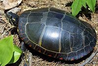 Full overhead shot of an eastern painted turtle