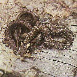 snake with a regular dark and light pattern along its body, getting darker towards the tail, partly coiled on a rocky surface