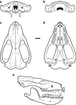 Didelphodon skull restoration.jpg