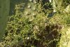 Malta - Mellieha - Triq l-Armier - Asparagus aphyllus 01 ies.jpg