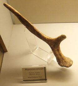 Megaloceros cretensis - palco.JPG