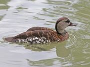 Spotted Whistling Duck RWD3.jpg