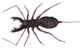 Whip Scorpion body (9672115742) (white background).png