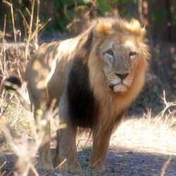 Male Asiatic lion in Gir National Park