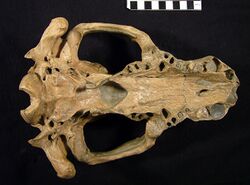 Kolponomos clallamensis skull.jpg