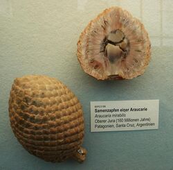 Araucaria mirabilis 1.JPG