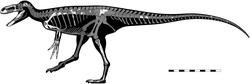 Skeletal reconstruction of Eotyrannus.png