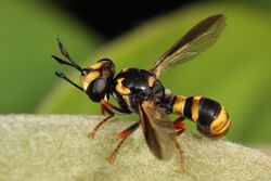 Wasp mimicking hoverfly.jpg