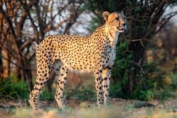 Male cheetah, in South Africa
