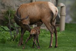 Photograph of a female elk (cow) and her calf