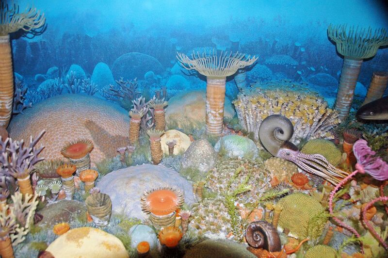 File:Diorama of a Devonian seafloor - corals, coiled cephalopod, gastropod, crinoids (44933262614).jpg