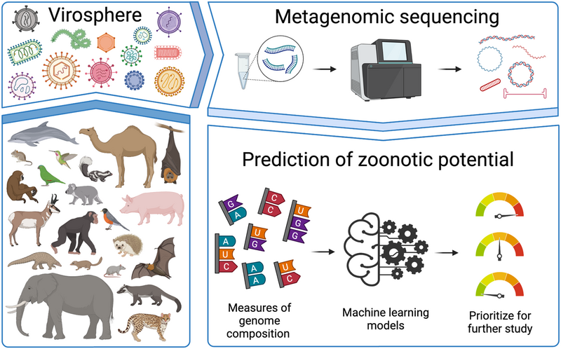 File:Genomic signatures for predicting the zoonotic potential of novel viruses (graphical summary).png