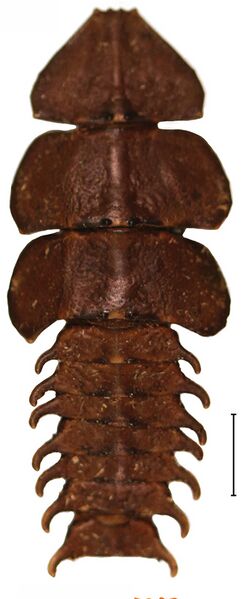 File:Platerodrilus larva 30555-35.jpg