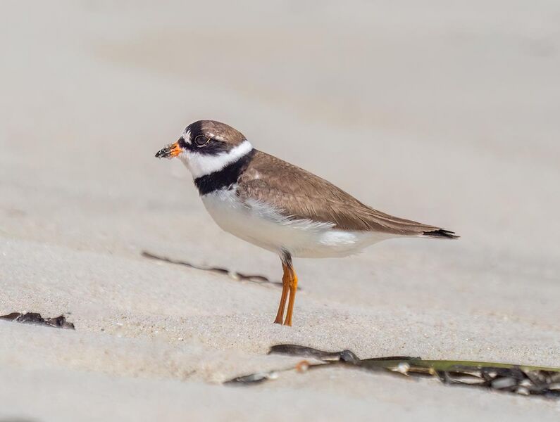 File:Semipalmated plover in Quogue (26942).jpg