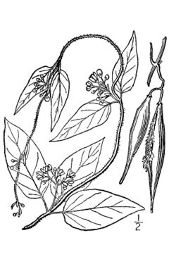 Cynanchum louiseae illustration.jpg