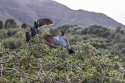 two large birds with extended wings facing each other