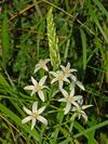 Liliaceae - Ornithogalum narbonense-1 (8304609448).jpg