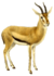 The book of antelopes (1894) Gazella rufifrons (white background).png