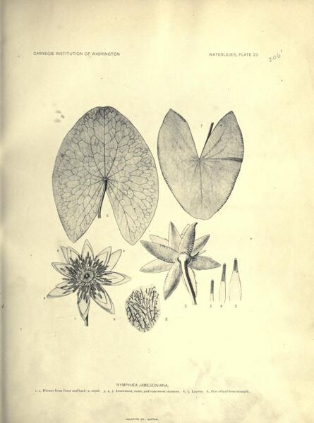 File:The waterlilies (Plate 23) (6914800490).jpg