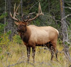Photograph of a bull (male) elk