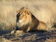 Brown male lion lying in tall grass