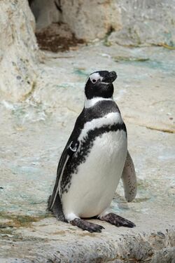Magellanic penguin at SF Zoo.jpg