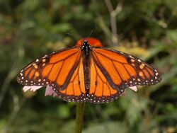 Monarch Butterfly Danaus plexippus Male 2664px.jpg