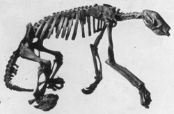 Nothrotheriops skeleton.jpg