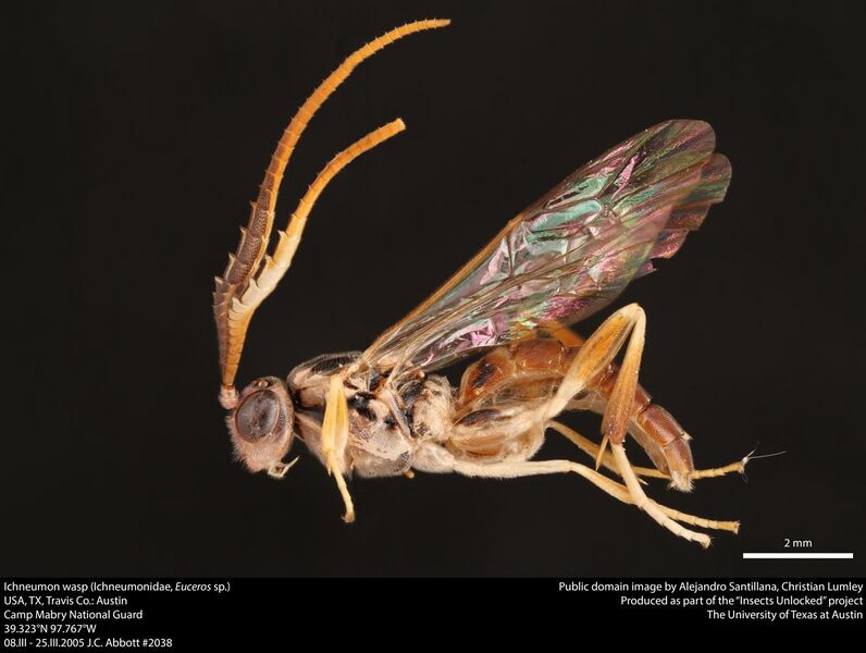 File:Ichneumon wasp (Ichneumonidae, Euceros sp.) (36761683765).jpg