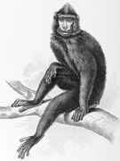 Black-and-white drawing of monkey
