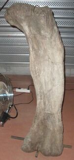 Phuwiangosaurus sirindhornae femur.JPG