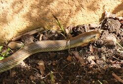 front portion of a snake on a soil border by a wall; the snake is olive-coloured above and yellow below