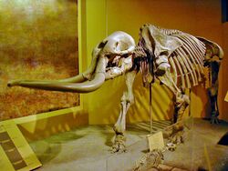 Stegomastodon mirificus - Smithsonian.JPG