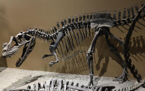Skeleton cast at the Natural History Museum of Utah.