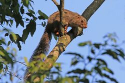 Red-legged sun squirrel (Heliosciurus rufobrachium).jpg