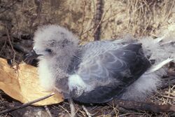 Photo of a Bonin petrel chick covered with both feathers and down