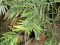 Amentotaxus yunnanensis - Lyman Plant House, Smith College - DSC04389.JPG