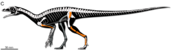 Faxinalipterus skeletal.png
