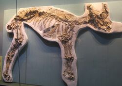 Palaeomeryx-Tianjin Natural History Museum.jpg