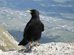 A close-up view of a perched Alpine chough with the valley far below as the backdrop