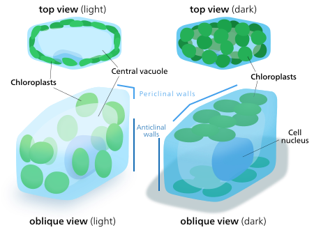 When chloroplasts are exposed to direct sunlight, they stack along the anticlinal cell walls to minimize exposure. In the dark they spread out in sheets along the periclinal walls to maximize light absorption.