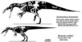 Suchomimus and Baryonyx.jpg