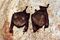 Commerson's leaf-nosed bats hipposideros commersoni.jpg