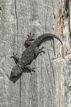 Common wall gecko (Tarentola mauritanica) Huelva.jpg