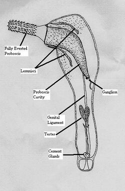 Diagram of Acanthocephalan morphology