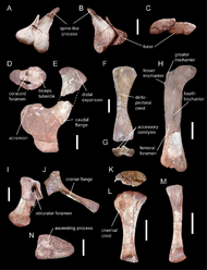 Photo of various bones