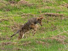 Coyote Hunting Rodents in Santa Teresa County Park (30035278974).jpg