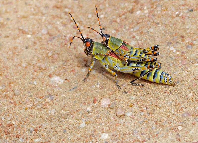 File:Elegant Grasshoppers (Zonocerus elegans) mating (13605244233).jpg